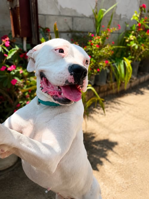 Photo of Nina N, adoptable American Pit Bull Terrier in Inglewood, California