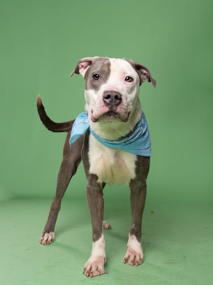 Photo of Miles Major, adoptable dog in Atlanta, Georgia