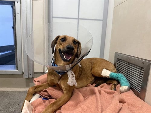 Photo of Gemma, adoptable Black Mouth Cur in Berkeley, California