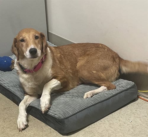 Photo of Ruby, adoptable Collie in Statesville, North Carolina