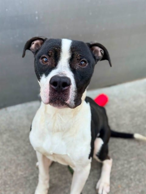Photo of Michelin, adoptable American Pit Bull Terrier in Chicago, Illinois