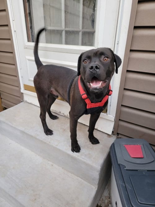 Photo of Kaige, adoptable Unknown breed in Topeka, Kansas