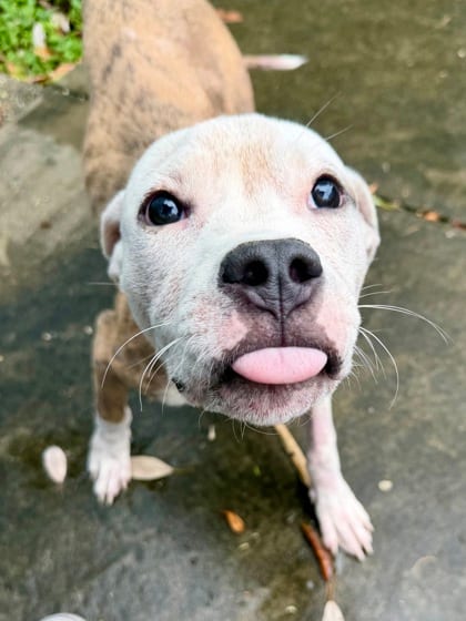 Photo of Stuart, adoptable Terrier in New Orleans, Louisiana