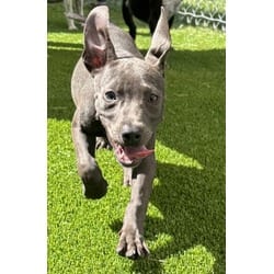 Photo of Vega, adoptable Australian Cattle Dog in Texas City, Texas