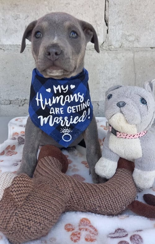 Photo of Puppy Wesley, adoptable Unknown breed (short coat) in Chula Vista, California