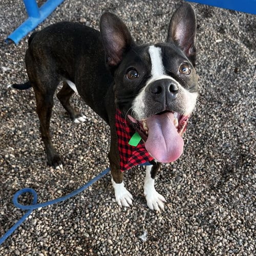 Photo of Mambo Five, adoptable Boston Terrier in Mesa, Arizona