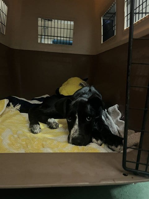 Photo of Unknown, adoptable Labrador Retriever in Rancho Cucamonga, California