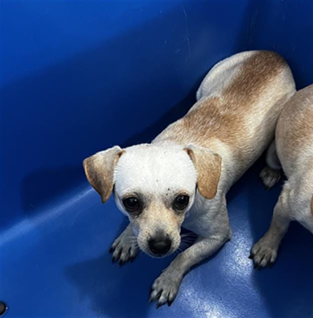 Photo of Remy, adoptable Mixed Breed