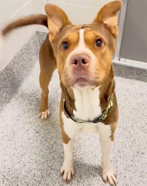 Photo of A661277, adoptable Chinese Shar-Pei in Houston, Texas