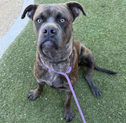 Photo of Joe Cool, adoptable Cane Corso Mastiff in Las Vegas, Nevada