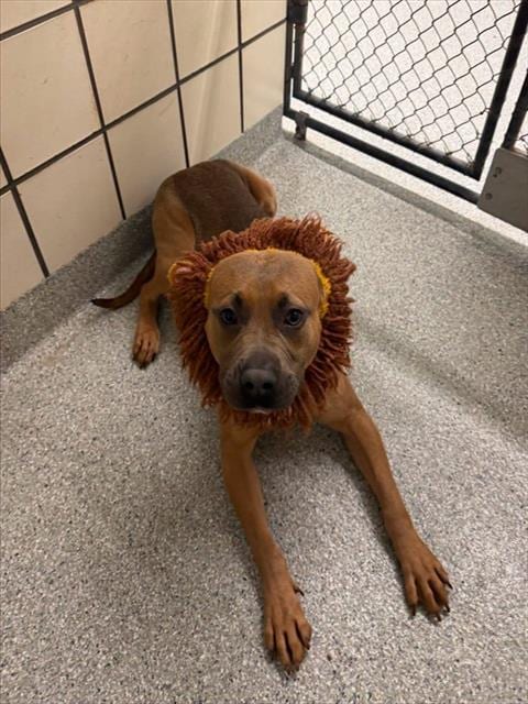 Photo of Diesel, adoptable American Pit Bull Terrier in Pasadena, Texas