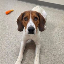Photo of Branson, adoptable Hound (Unknown Type) in Chatham, Virginia