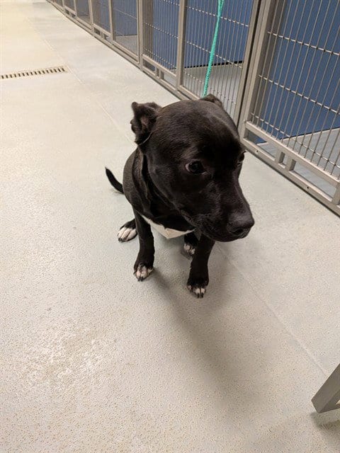 Photo of Luna, adoptable Labrador Retriever in South Lake Tahoe, California