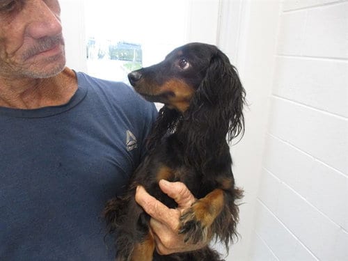 Photo of A391907, adoptable Dachshund in Ocala, Florida