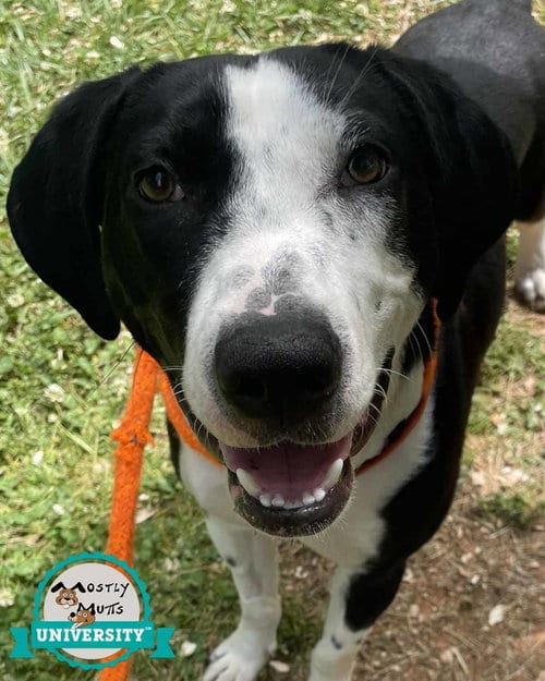 Photo of Monica, adoptable Hound in Kennesaw, Georgia