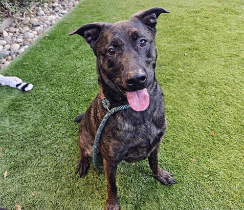 Photo of Cooper, adoptable Labrador Retriever in San Jose, California