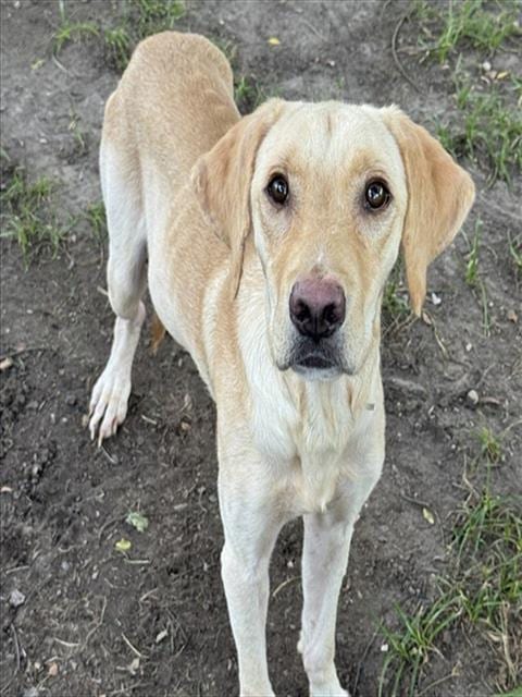 Photo of Guppy, adoptable Labrador Retriever in Conroe, Texas