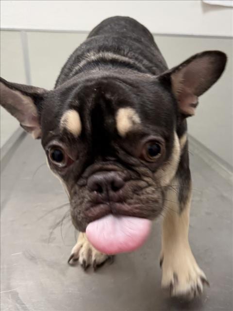 Photo of Fred, adoptable French Bulldog in Tracy, California