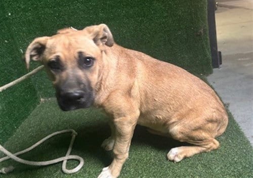 Photo of Cordelia, adoptable Pit Bull Terrier in Lancaster, California