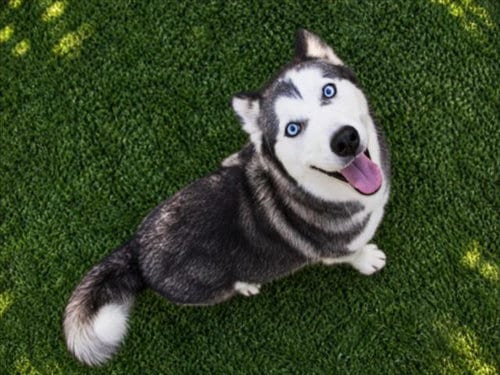 Photo of Parker, adoptable Siberian Husky in Norco, California