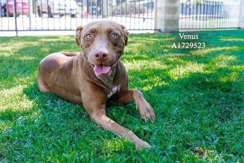 Photo of Venus, adoptable Pit Bull Terrier in Riverside, California