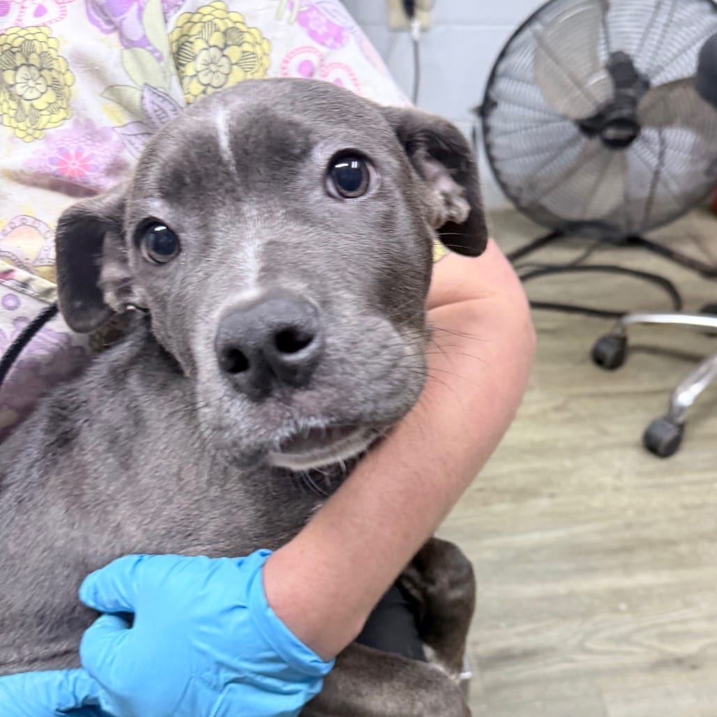 Photo of Junebug, adoptable Mixed Breed (Medium) in Summerville, South Carolina