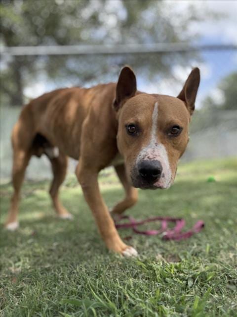 Photo of Yoda, adoptable Basenji in Texas City, Texas