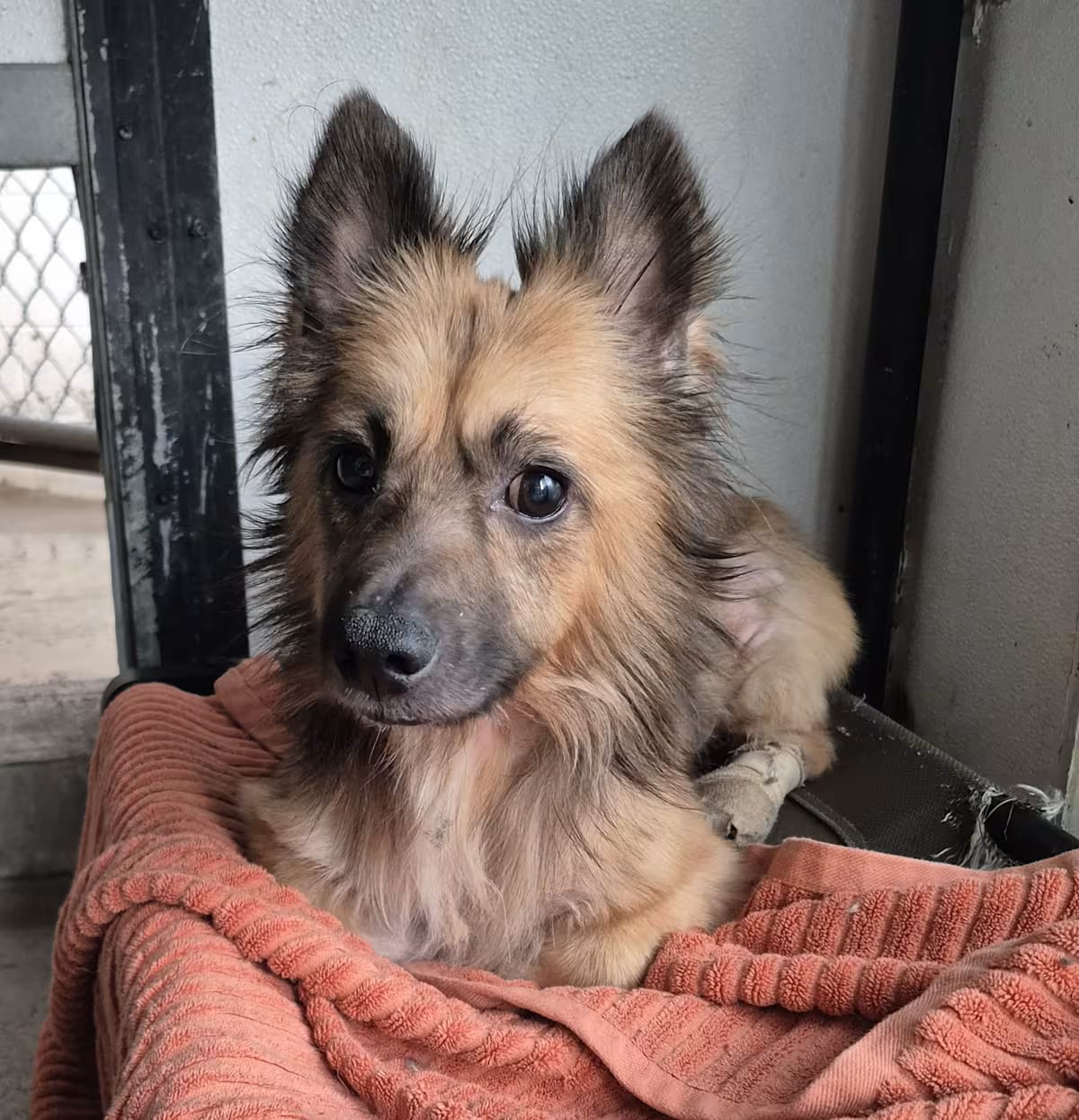 Photo of Vesty, adoptable Pomeranian in Newport Beach, California