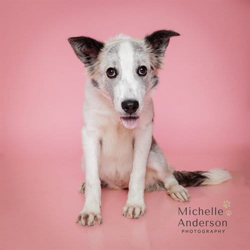 Photo of Kai, adoptable Australian Shepherd in Corona, California