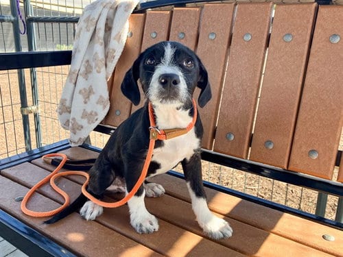 Photo of Trouble, adoptable German Wirehaired Pointer in Orange, California