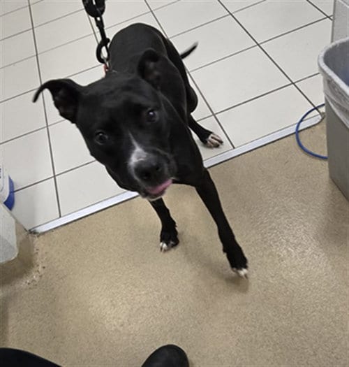 Photo of Macey, adoptable American Pit Bull Terrier in Derwood, Maryland