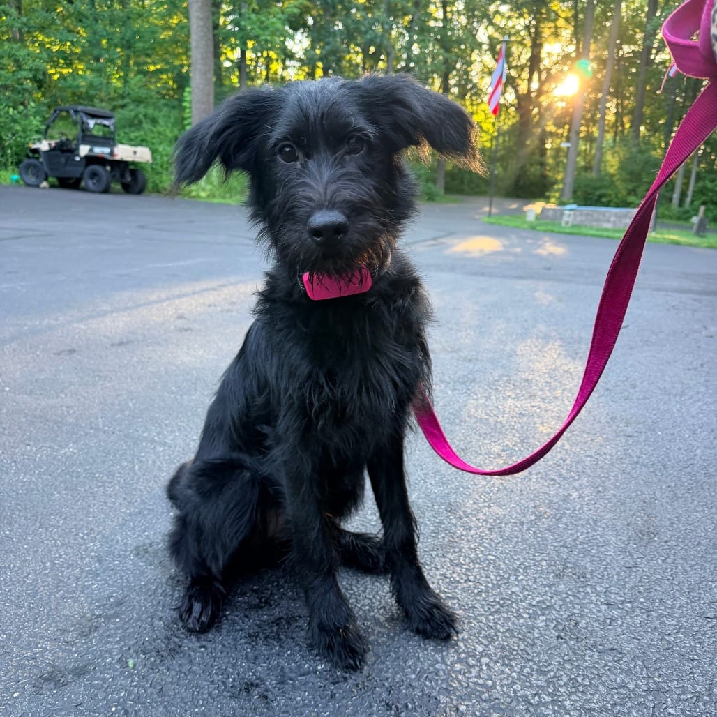 Photo of Stella Grace - Home to Home, adoptable Poodle, Standard / Retriever, Golden in South Elgin, Illinois