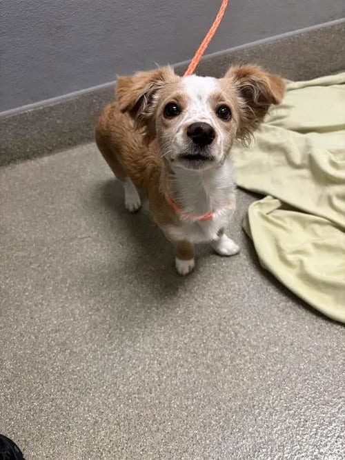 Photo of Bambi, adoptable Chihuahua in Las Vegas, Nevada