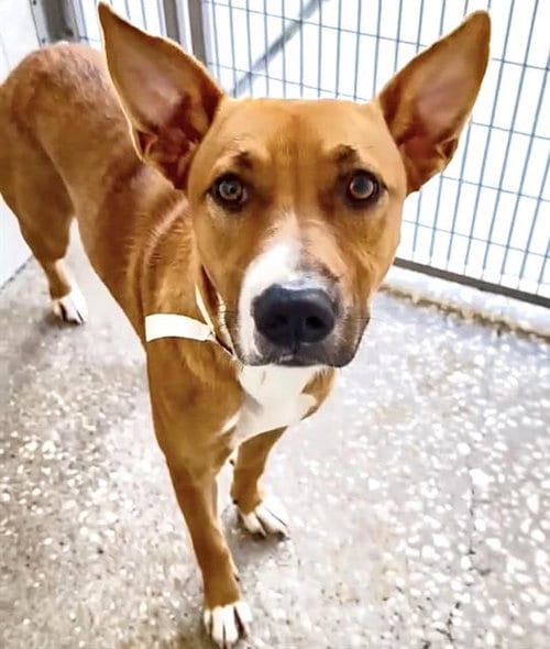 Photo of A662782, adoptable Carolina Dog in Houston, Texas