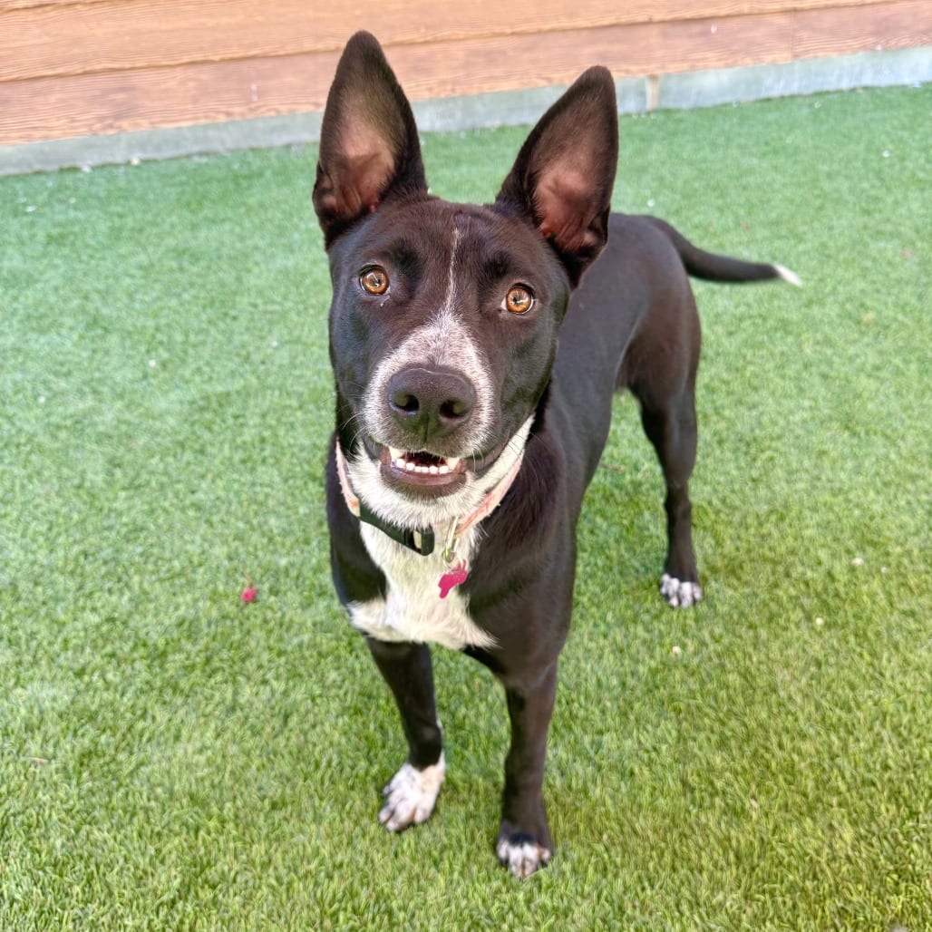 Photo of Xavier, adoptable Cattle Dog in Agoura Hills, California
