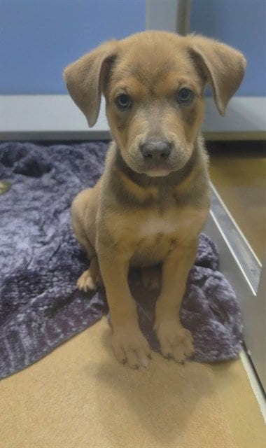 Photo of Choco, adoptable Pit Bull Terrier in St Peters, Missouri