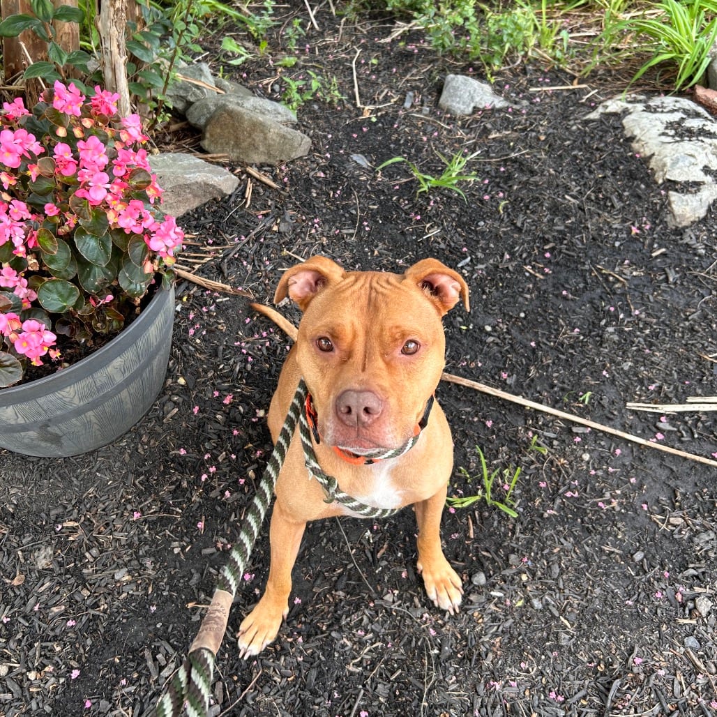 Photo of Ryder, adoptable Terrier, American Pit Bull in Birdsboro, Pennsylvania