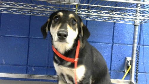 Photo of Tita, adoptable German Shepherd Dog in Albuquerque, New Mexico