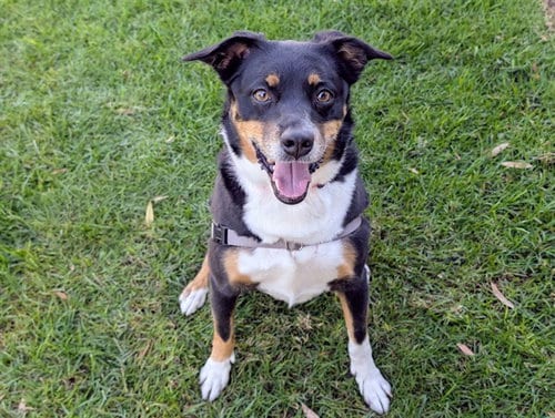 Photo of October, adoptable Australian Cattle Dog/Blue Heeler in San Clemente, California