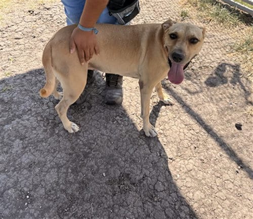 Photo of Faith Marie, adoptable Black Mouth Cur in Corpus Christi, Texas
