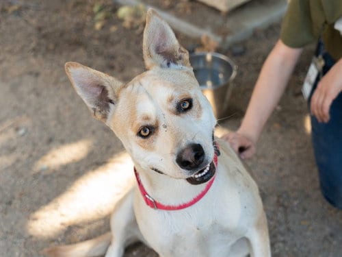 Photo of Coffee, adoptable Siberian Husky in Martinez, California