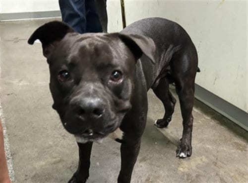 Photo of Dune, adoptable Pit Bull Terrier in Los Angeles, California