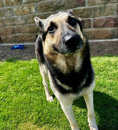 Photo of Stewart, adoptable German Shepherd Dog in Little Elm, Texas