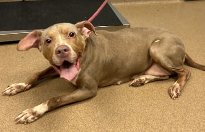 Photo of Te Fiti, adoptable dog in Chamblee, Georgia