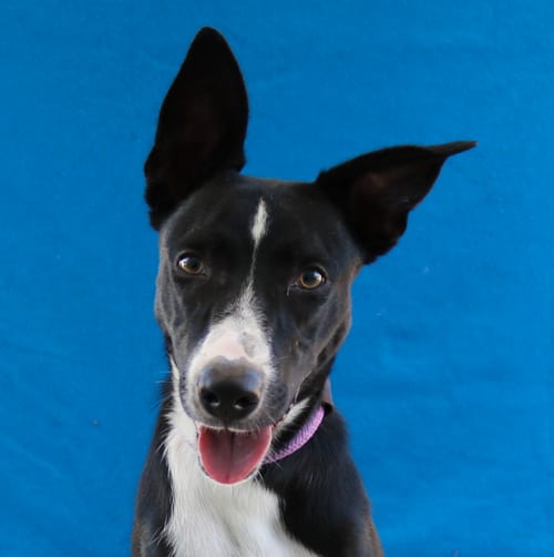 Photo of June, adoptable Australian Kelpie in Pasadena, California
