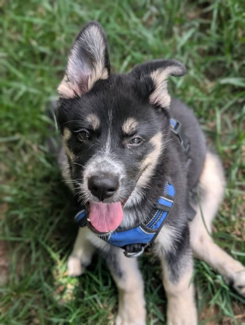 Photo of Gaffer (Soccer Litter), adoptable Husky in Holly Springs, North Carolina