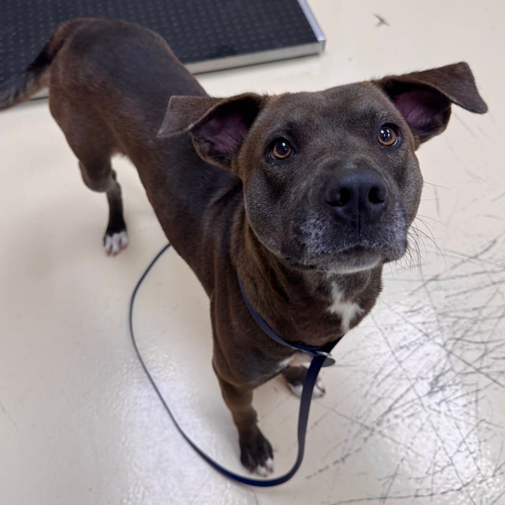 Photo of Zoom, adoptable Mixed Breed (Large) in Winston-Salem, North Carolina