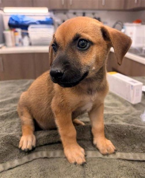 Photo of Durak, adoptable Chihuahua in Baytown, Texas