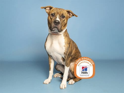 Photo of Princess, adoptable American Pit Bull Terrier in Phoenix, Arizona
