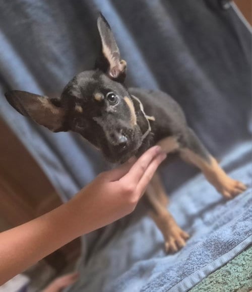 Photo of Hurricane, adoptable German Shepherd Dog in The Woodlands, Texas